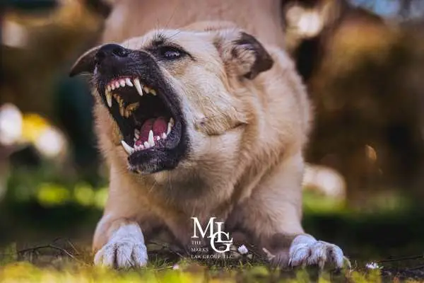 Snarling dog baring its teeth while lying on grass
