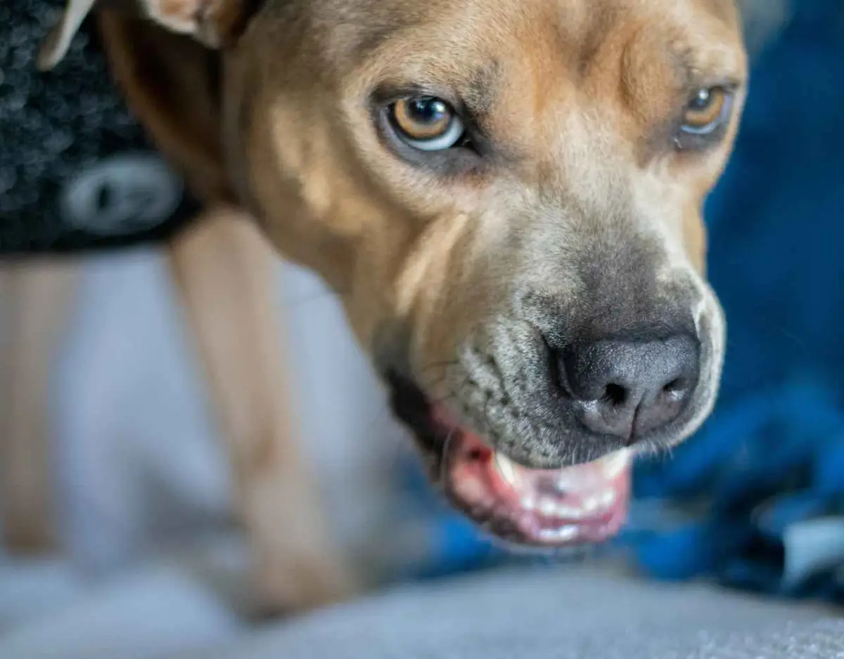 a dog baring its teeth